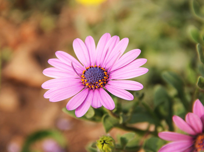 粉色小雏菊花朵图片