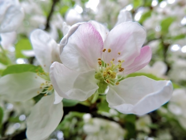 漂亮的蘋果花高清圖