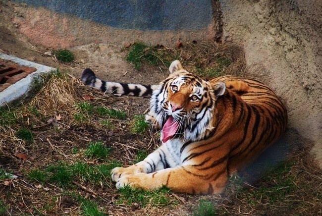 霸气威武的老虎高清图下载