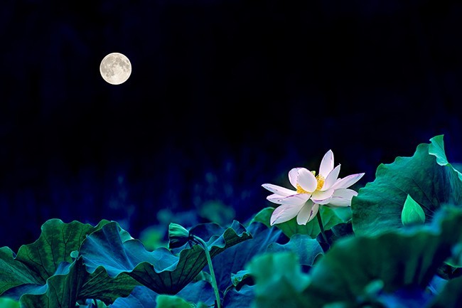 夜晚荷花月亮高清图